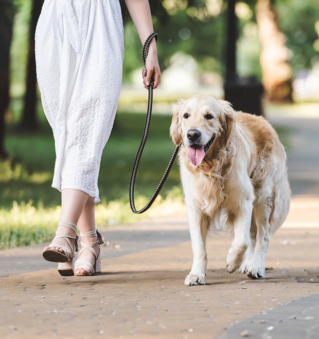 MPS-Pet-walking