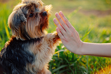 Pet-Training