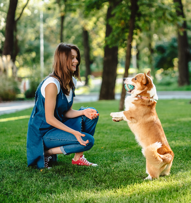 pet-training